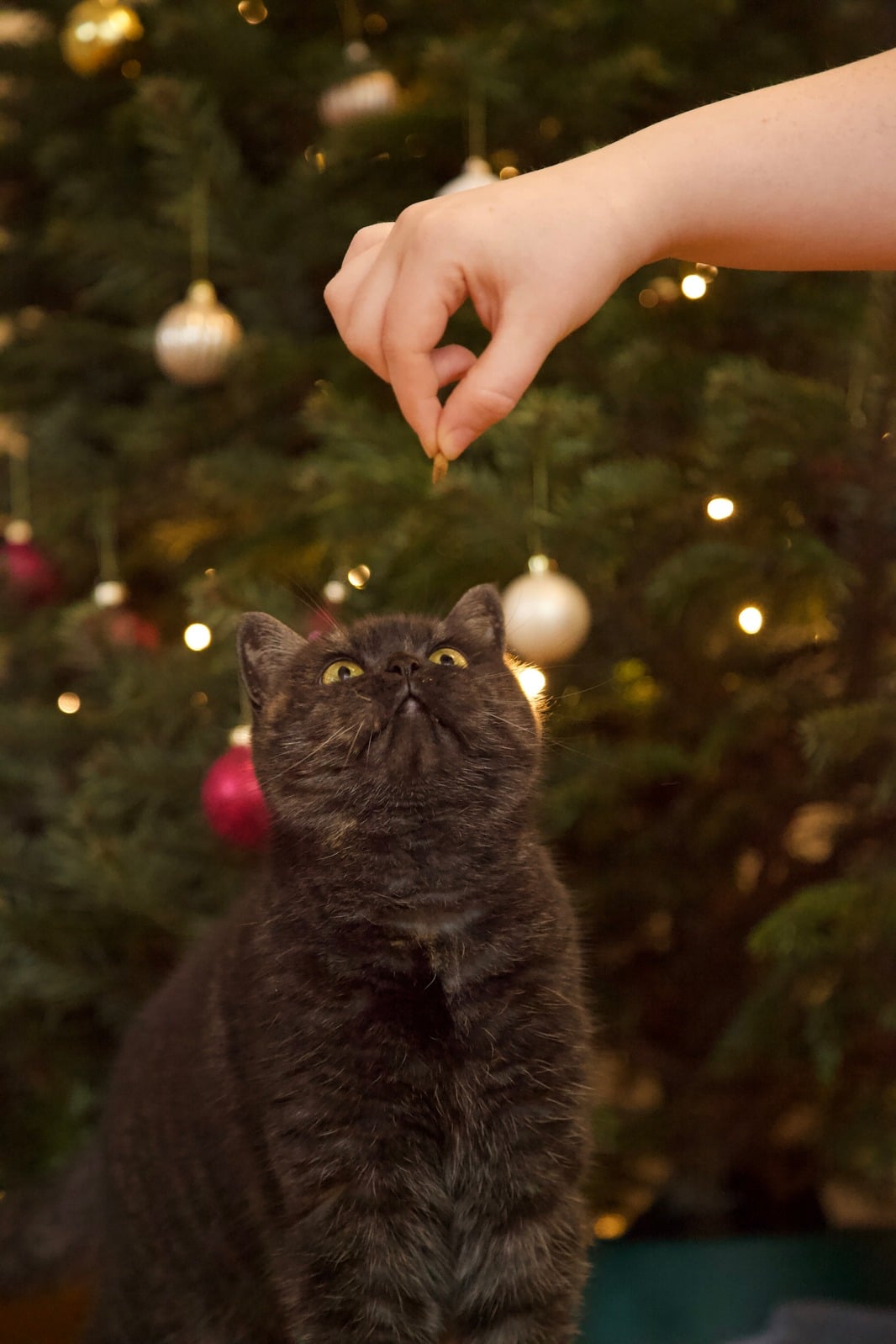 Katze vor einem Weihnachtsbaum